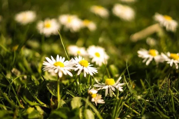 Why Topsoil is Crucial for Plant Growth